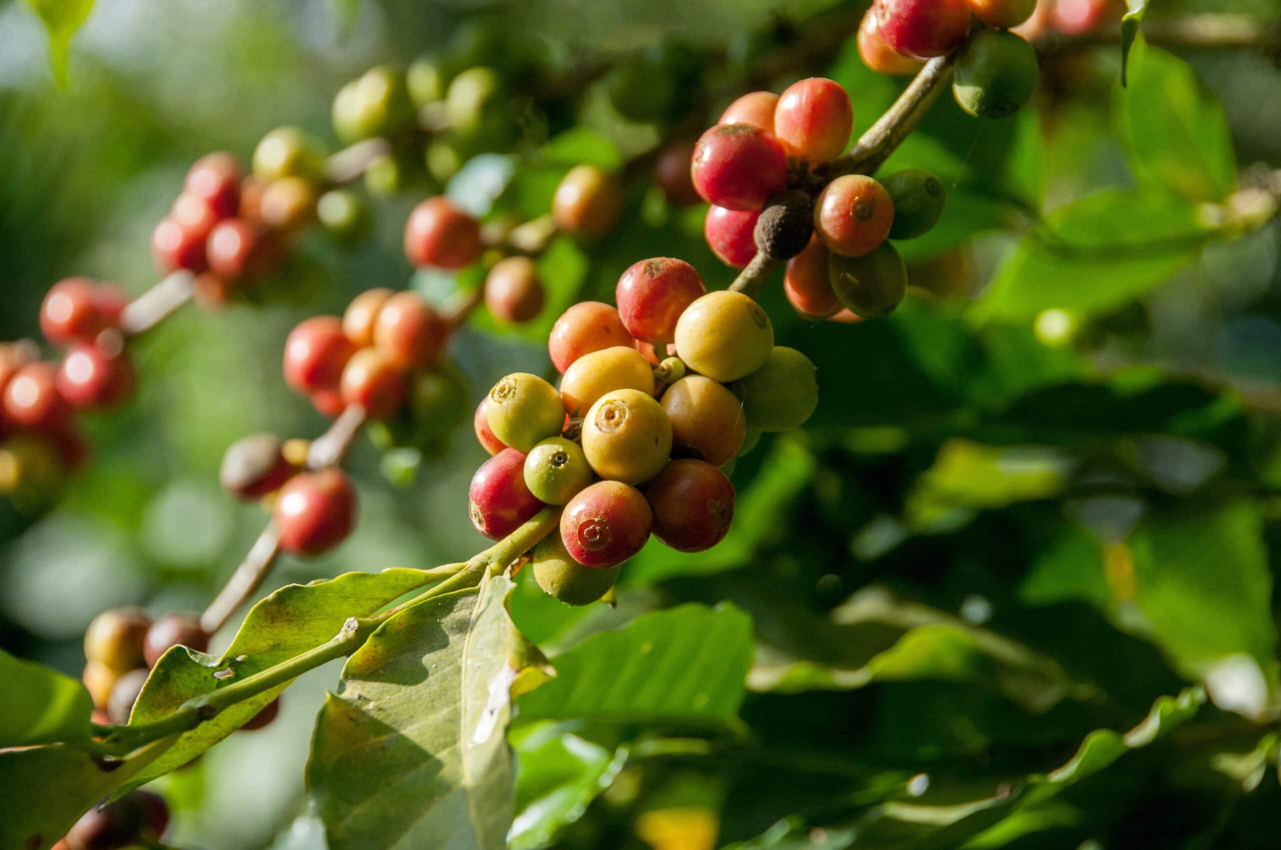 Atrévete a descubrir los secretos del café con este tour