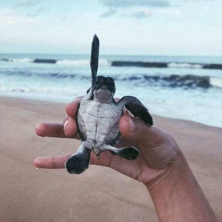 Liberan más de 300 tortugas en Tecolutla