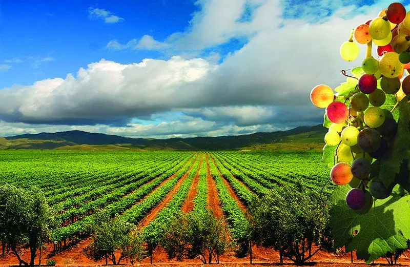 Valle de Guadalupe