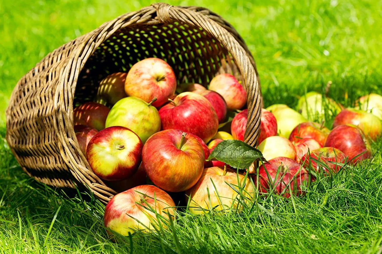 feria de la manzana