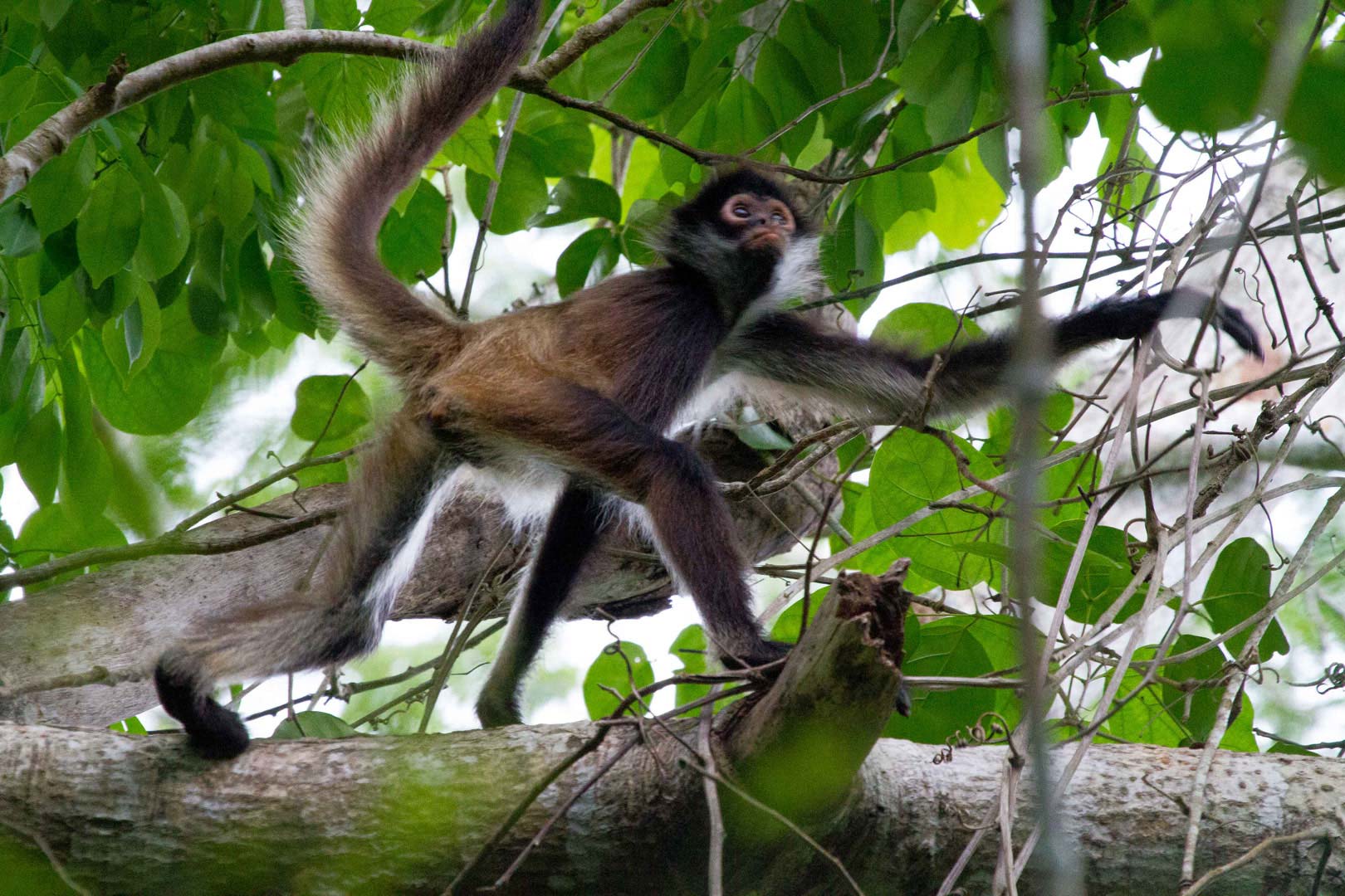 Ma’ax, el mono araña de tela que transforma la vida de las mujeres de Quintana Roo