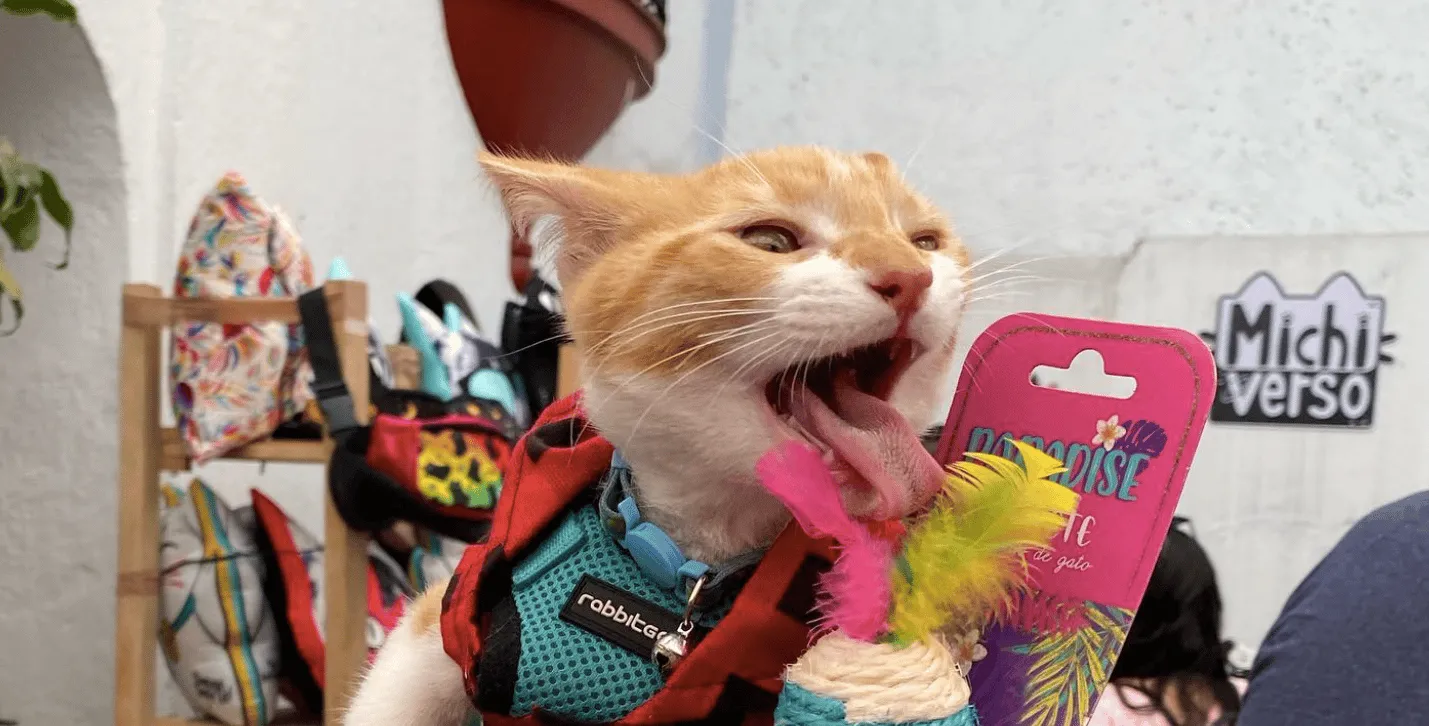 Vive Gatito, la expo que ningún Karen se puede perder