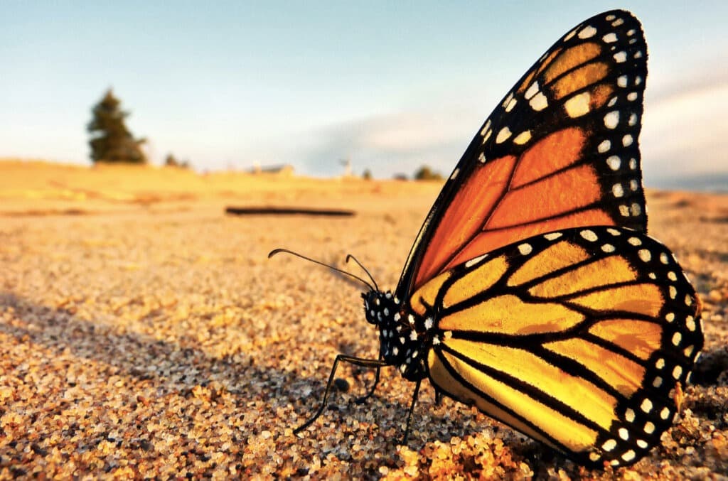 La mariposa monarca y su sorprendente relación con el Día de Muertos