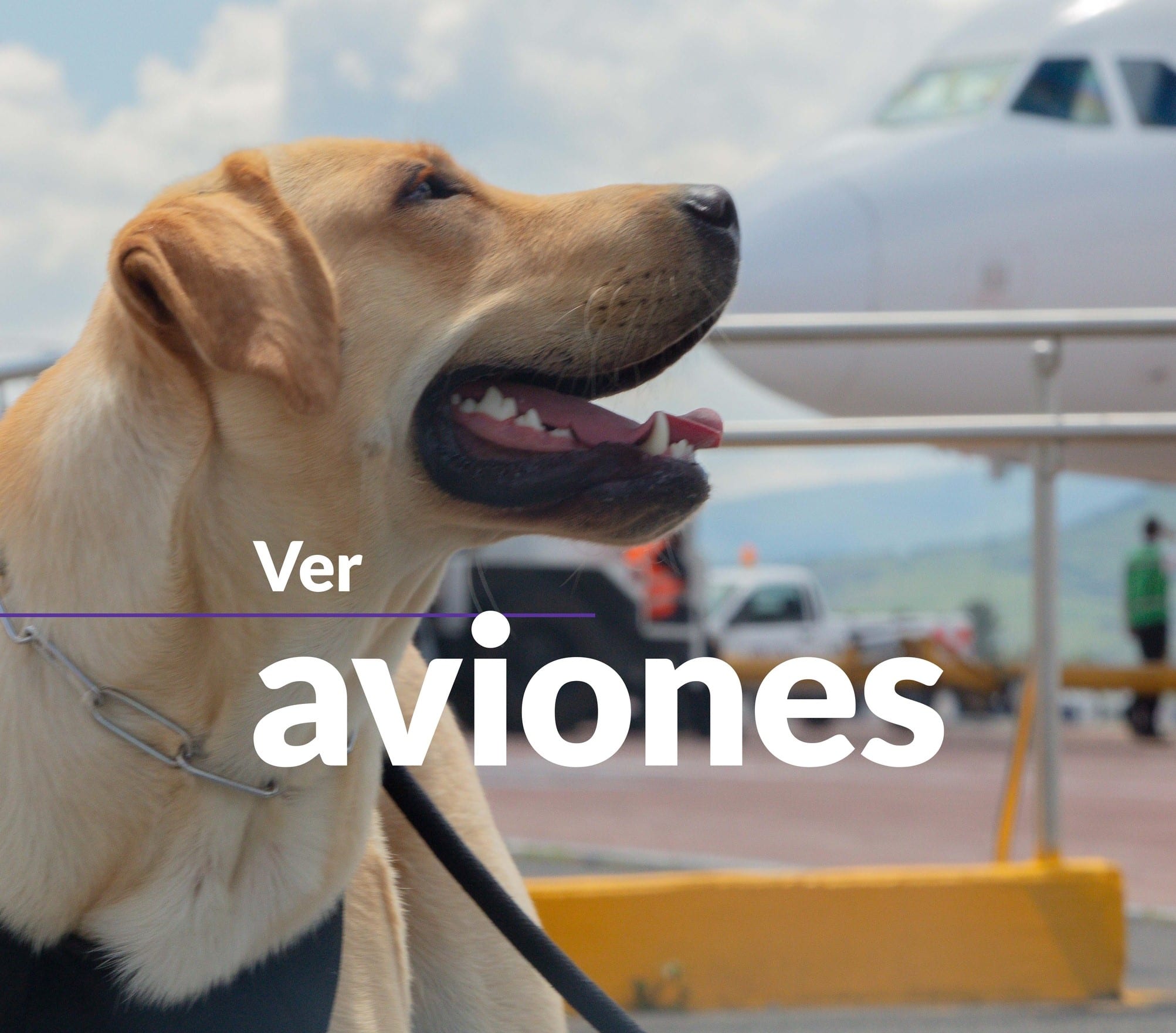 Conoce a Toby, el nuevo (y peludo) integrante del Aeropuerto Internacional de Guadalajara