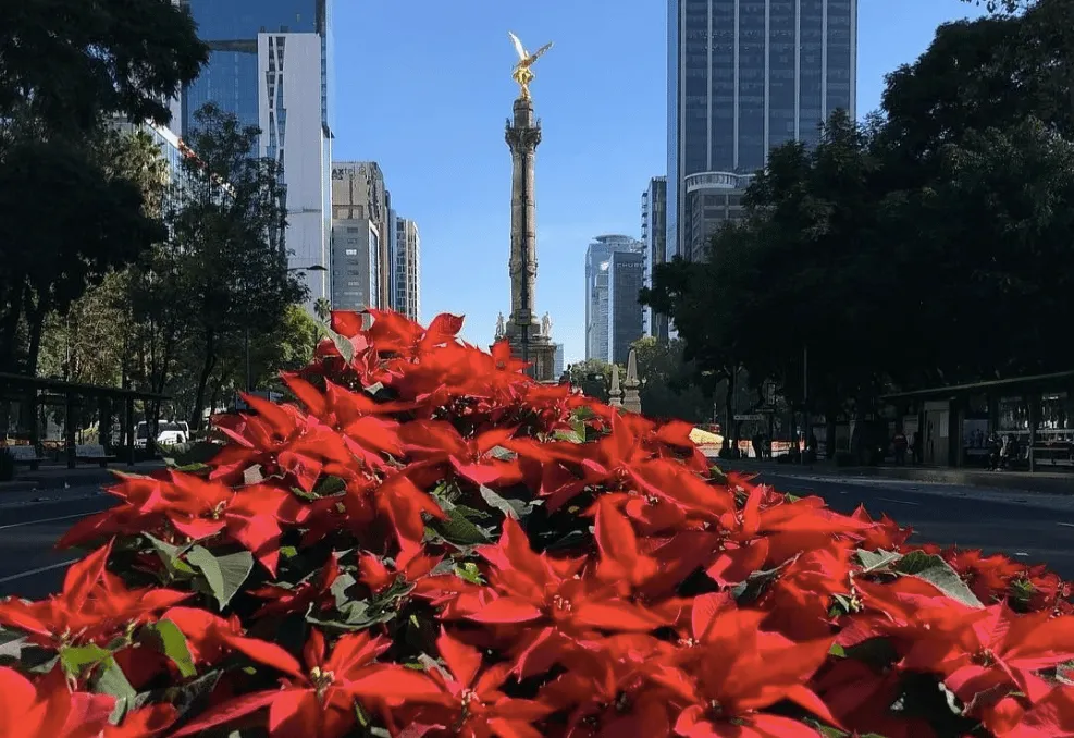 Festival de Flores de Noche Buena en la CDMX