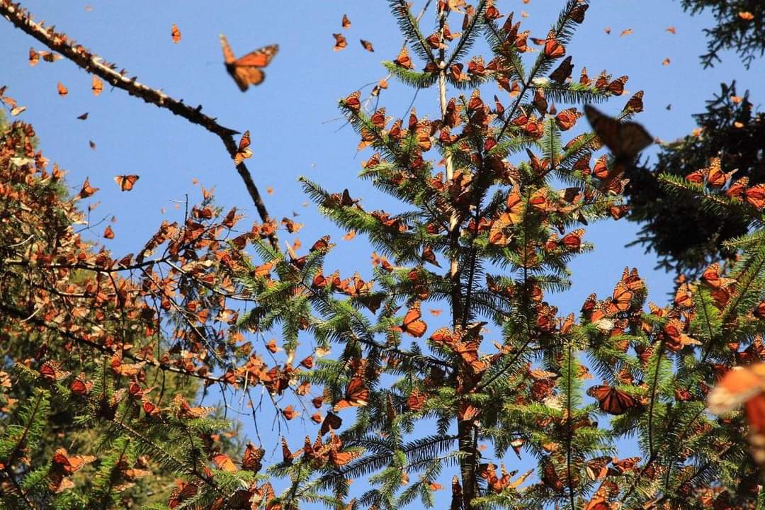 ¿Quieres admirar mariposas monarca? Hazlo con este tour