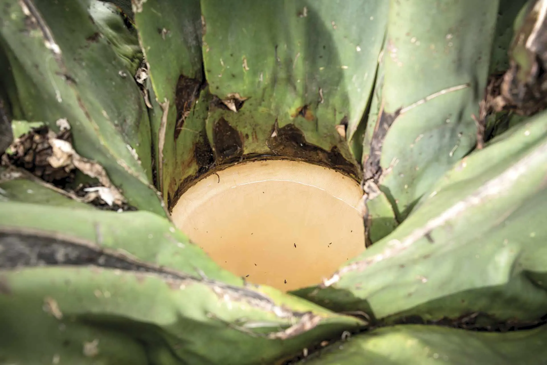 aguamiel en un maguey