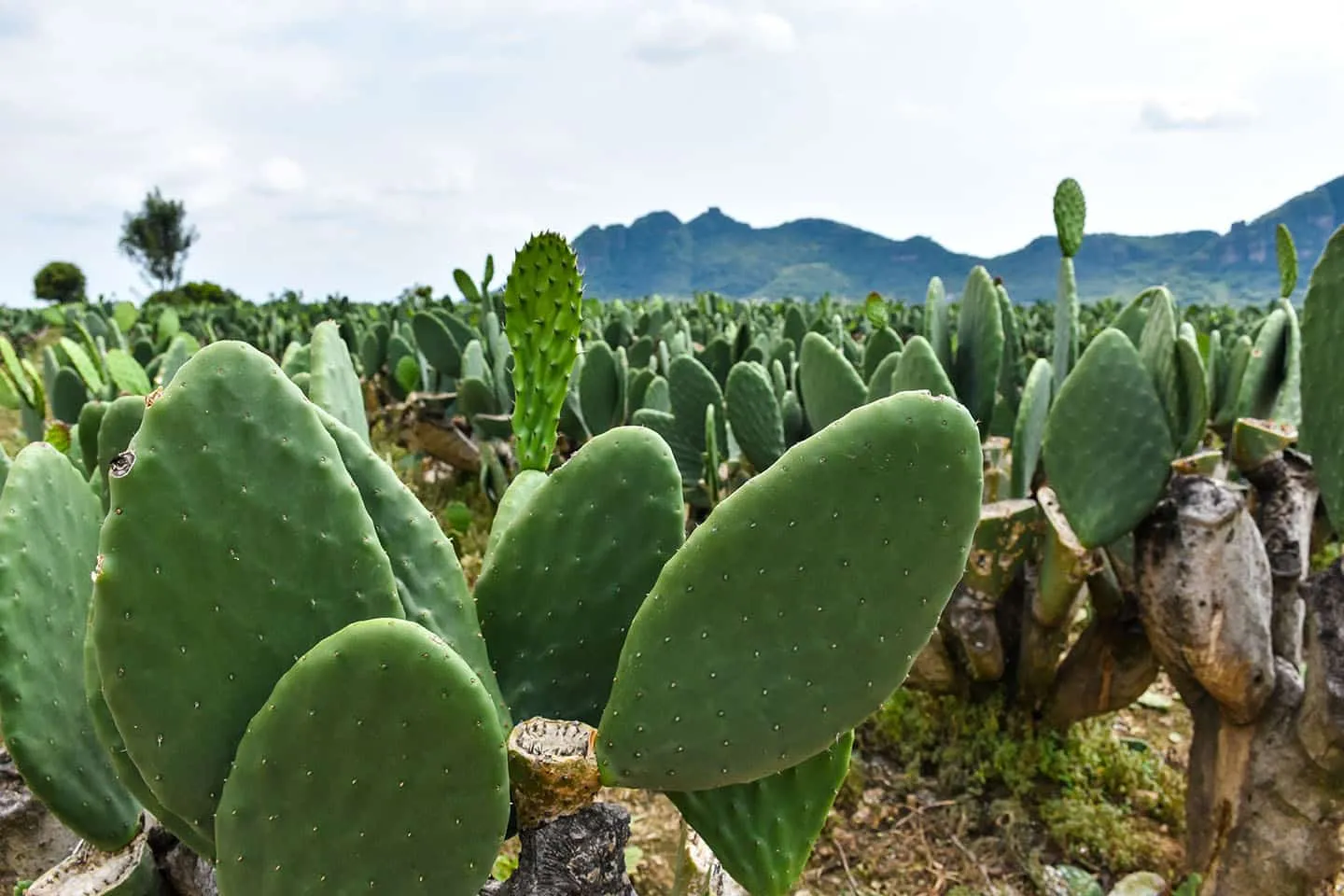 Descubre las sorprendentes propiedades y beneficios del nopal