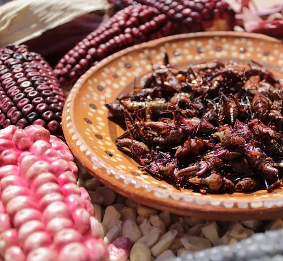 Insectos comestibles