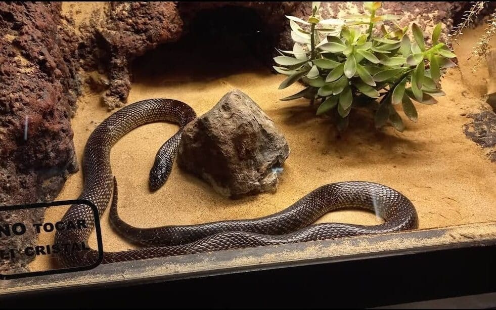 Boa.