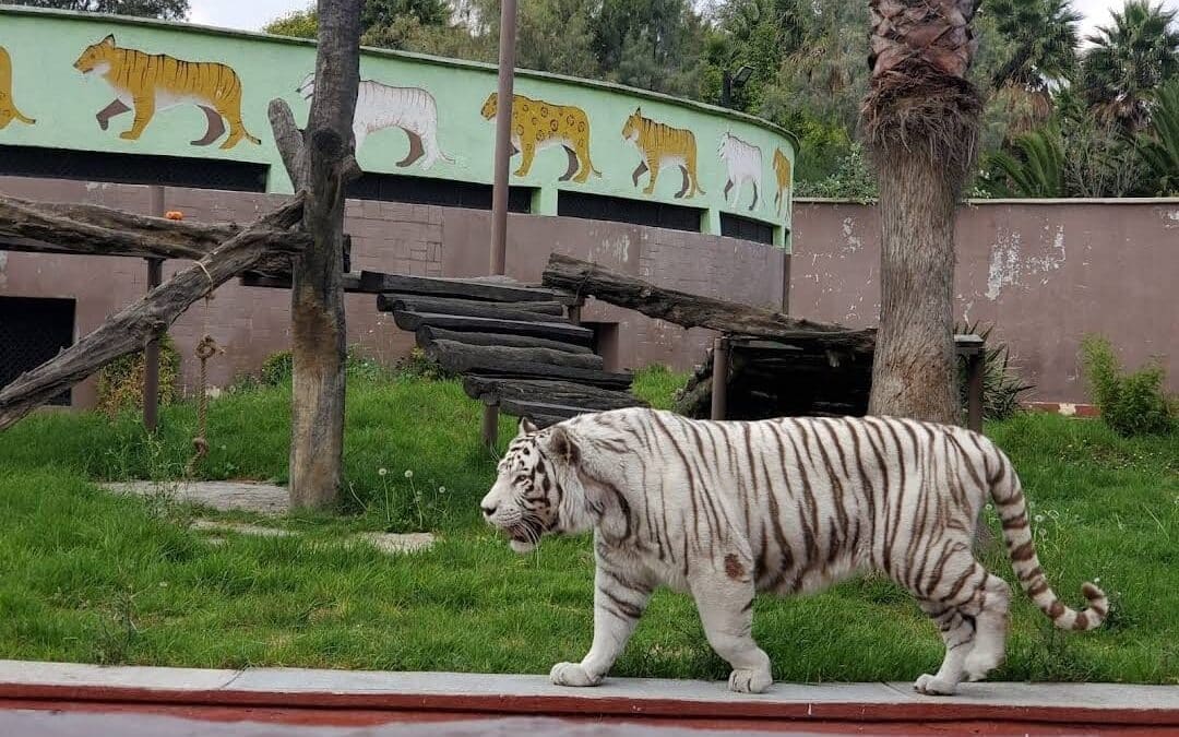 Tigre de bengala en el Zoológico San Juan de Aragón