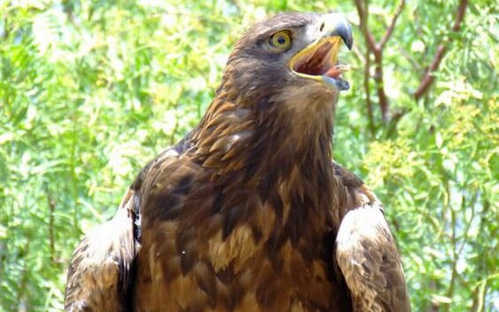 Águila real en el Zoológico San Juan de Aragón