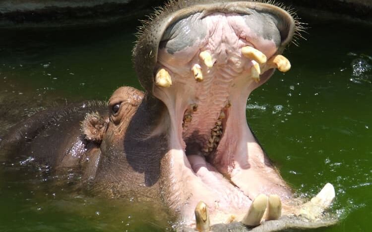 Hipopótamo.