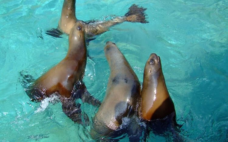 Leones marinos en el Zoológico San Juan de Aragón
