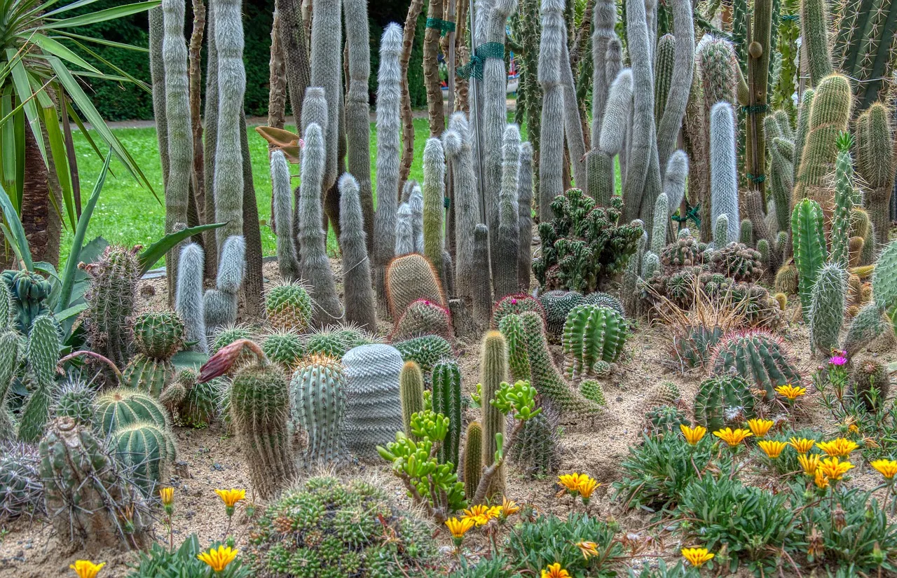 No te pierdas del séptimo Festival Cultural de las Cactáceas