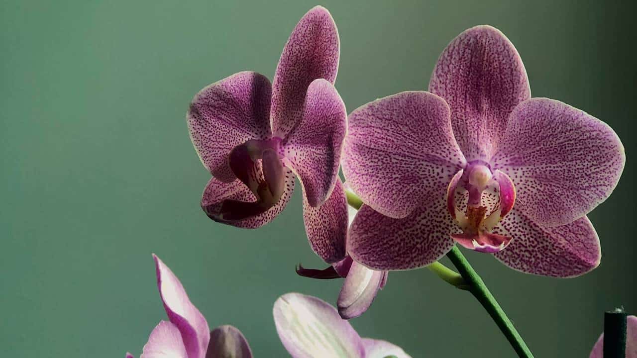 Elije las flores perfectas para mamá en la Expo-Venta de Orquídeas