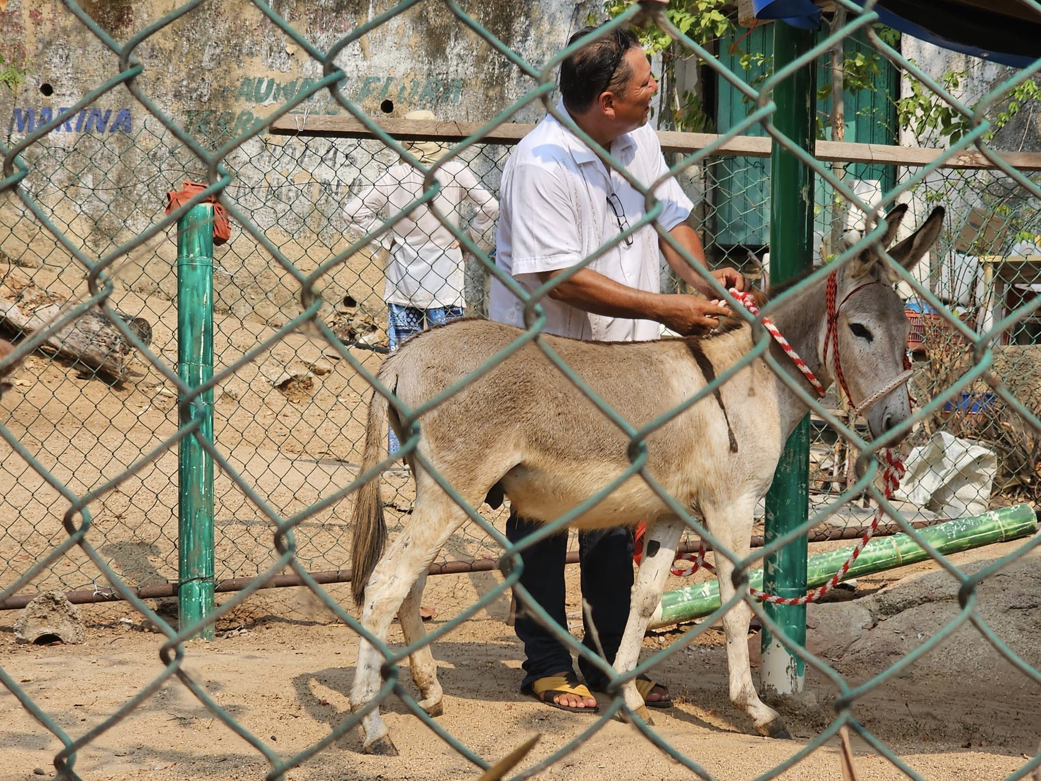 ¿Quién es 'Manolín', el burro que quitaron de La Roqueta?