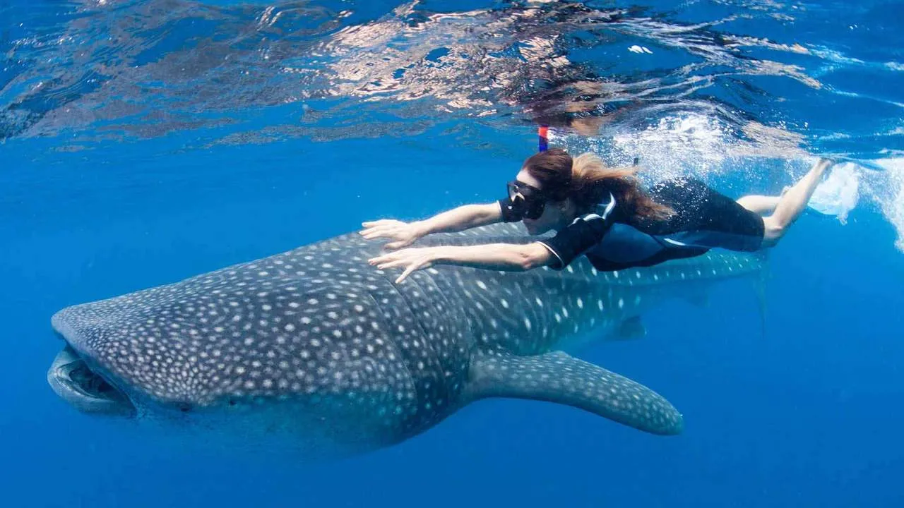 Aventurate y se testigo del espectacular avistamiento del Tiburón Ballena