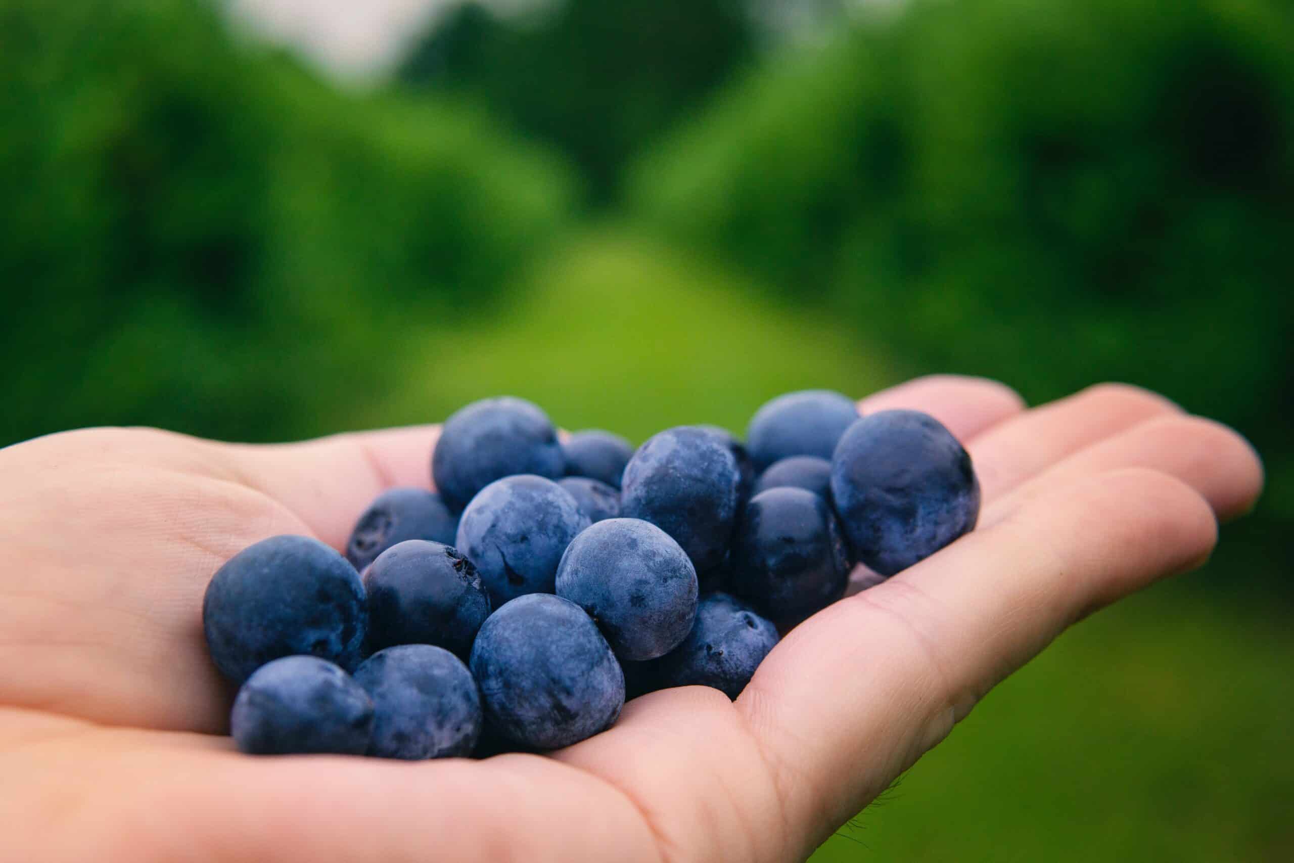 Descubre la deliciosa Blue Ruta de Zacatlán