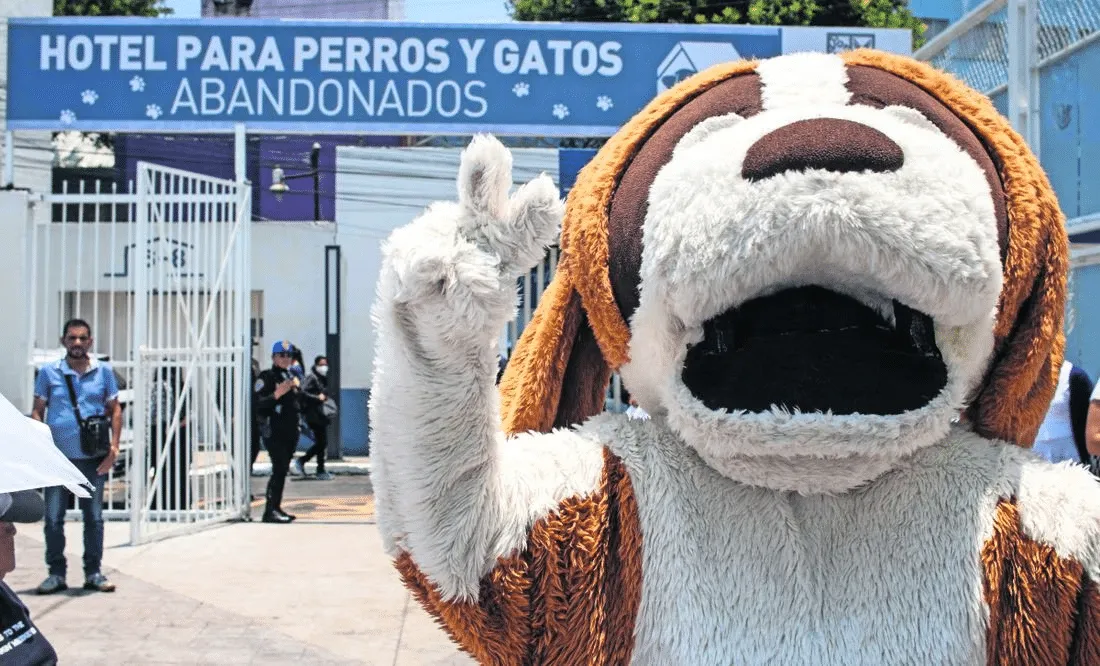 Este hotel para animales abandonados en la Ciudad de México es un espacio digno que tienes que conocer. Descubre sus bondades.