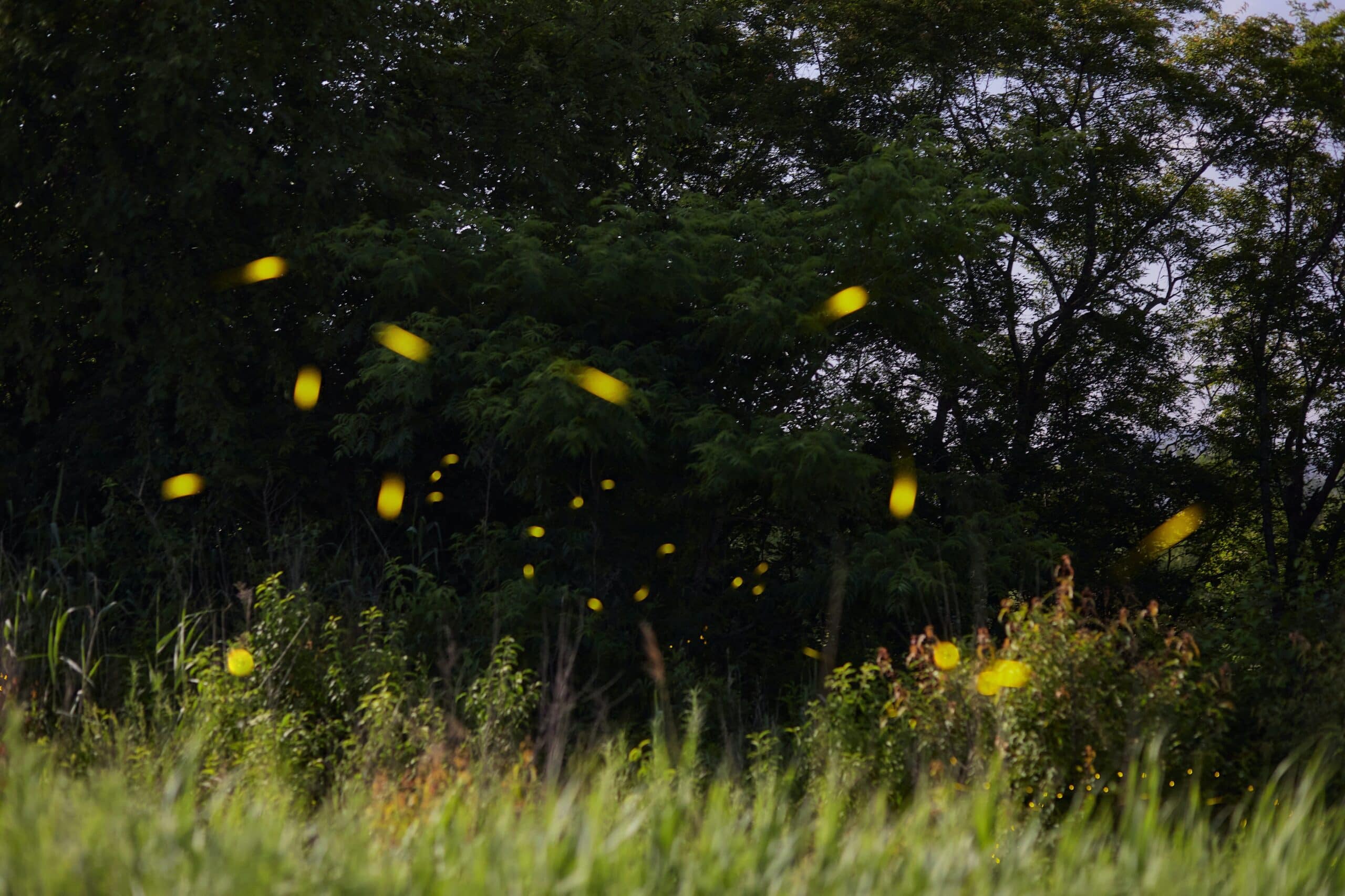 ‘Tlaxcala brilla’ con su temporada de luciérnagas