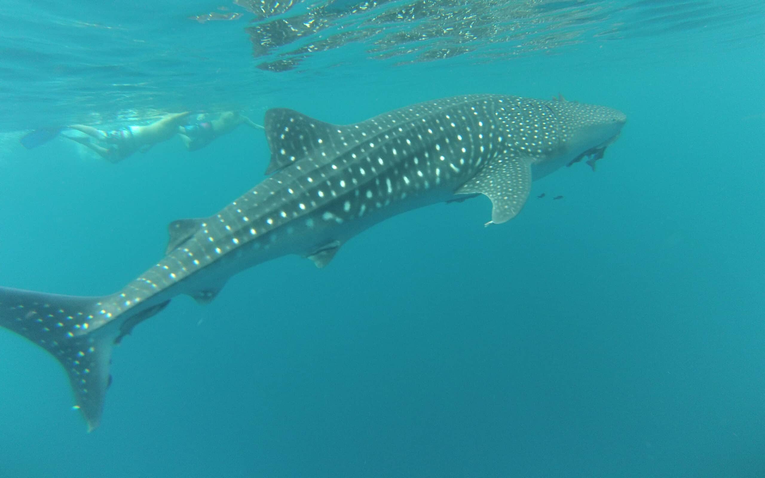 Avistamiento del tiburón ballena