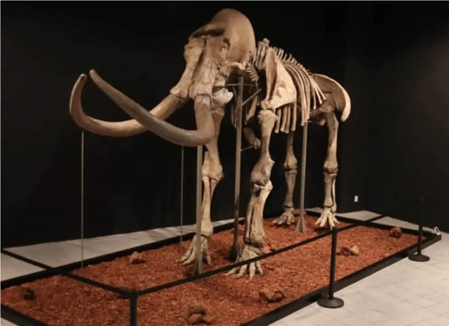 Mamut de Ecatepec