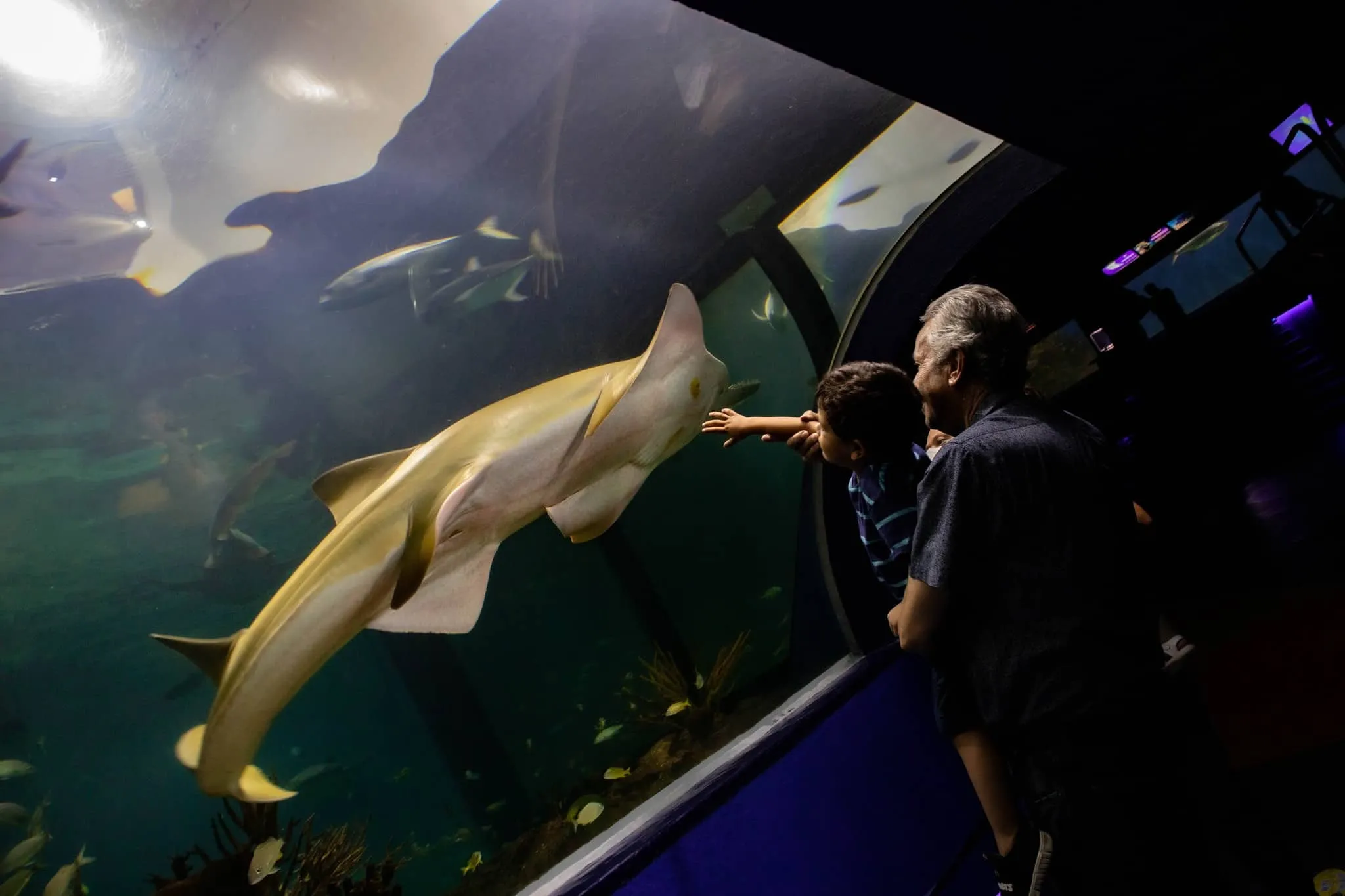 El Acuario de Veracruz te sumergirá en un mundo acuático fascinante