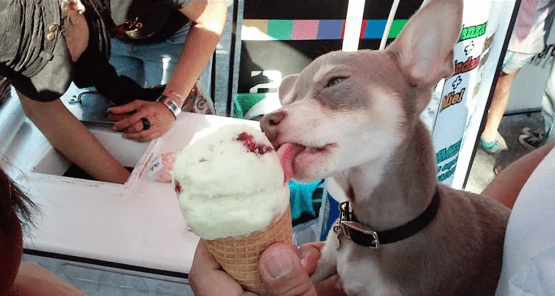 Lugares Pet friendly donde tu perro puede comer helado y cerveza