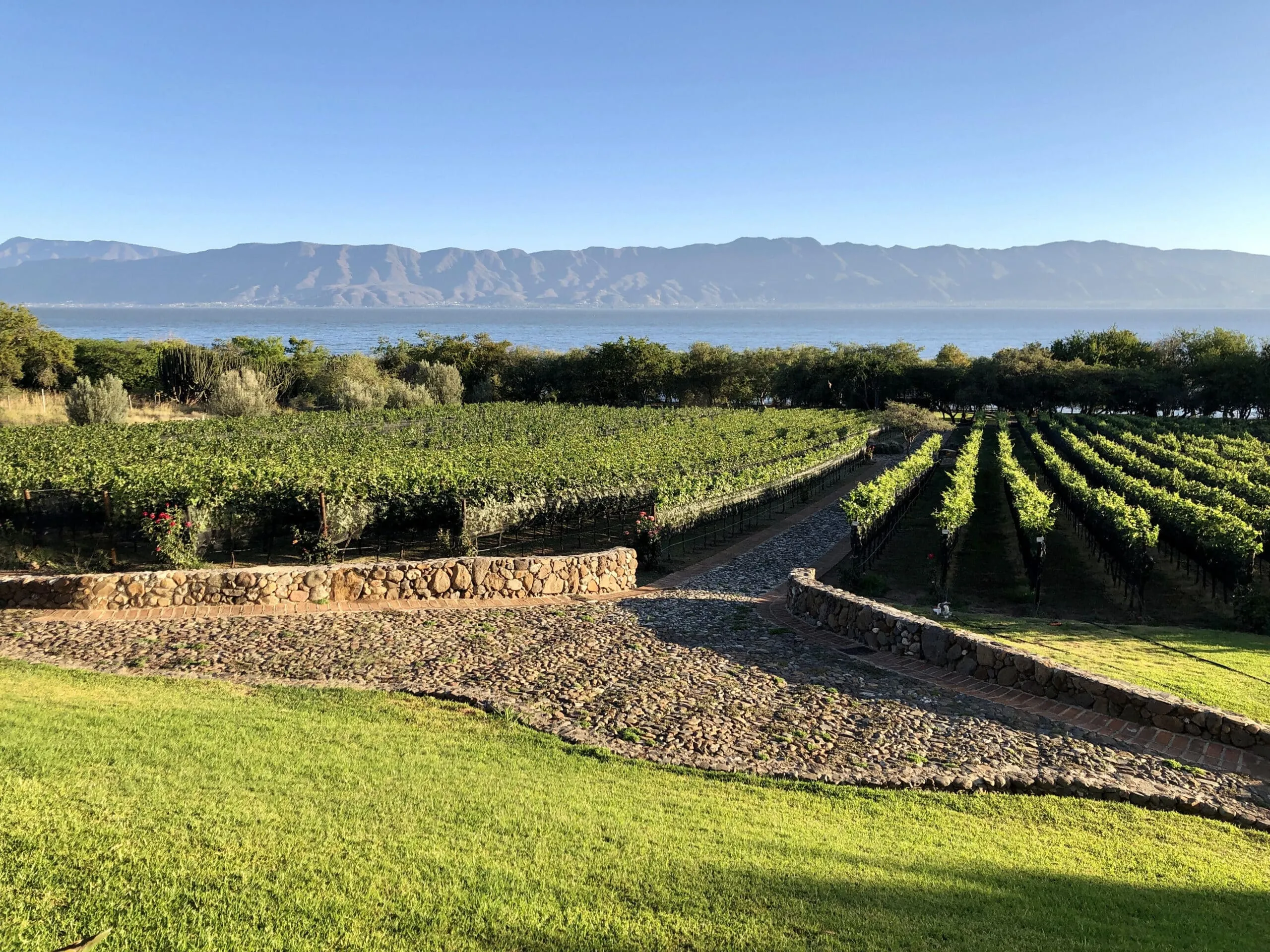 Viñedos en Jalisco
