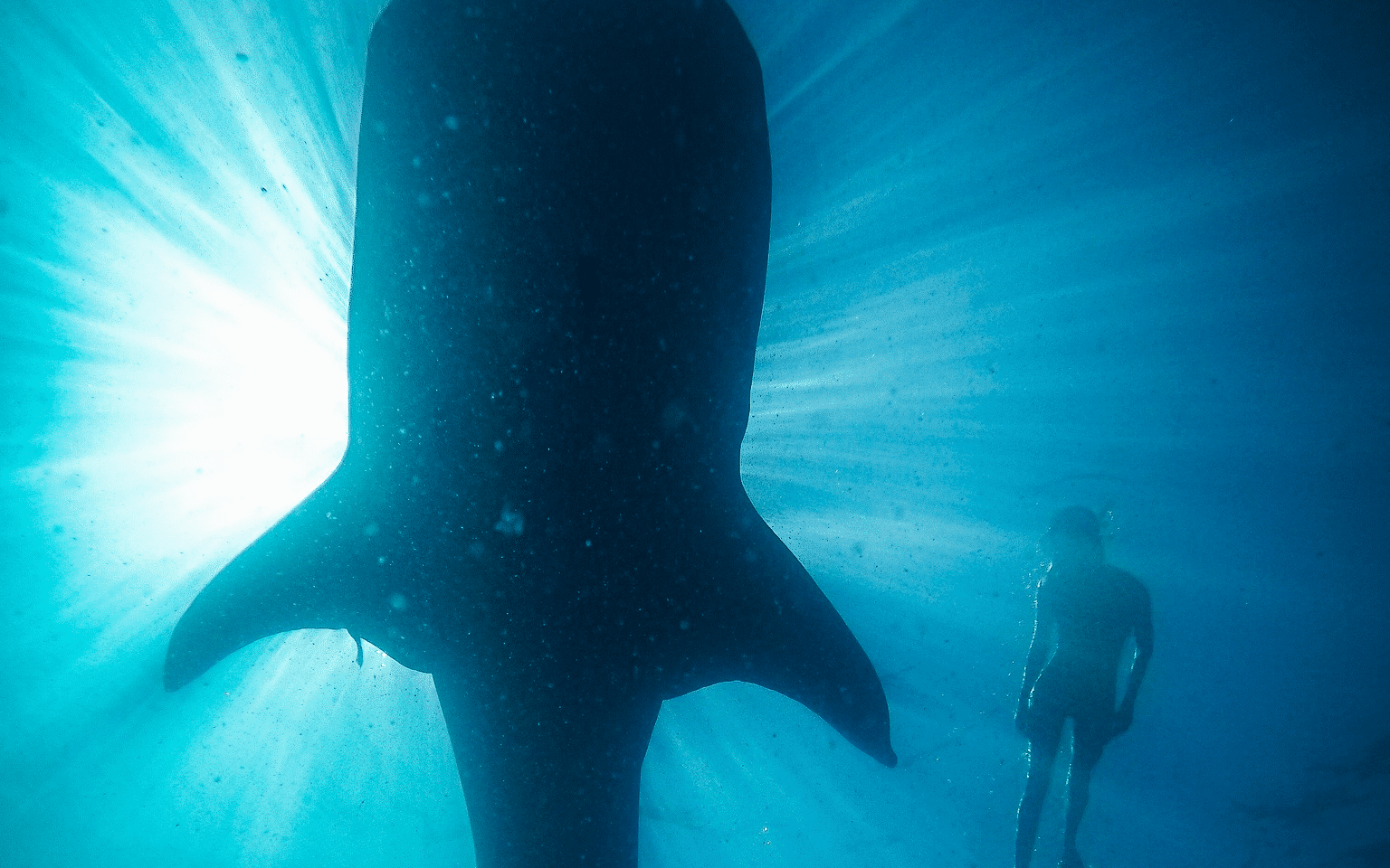 avistamiento de tiburones y ballenas