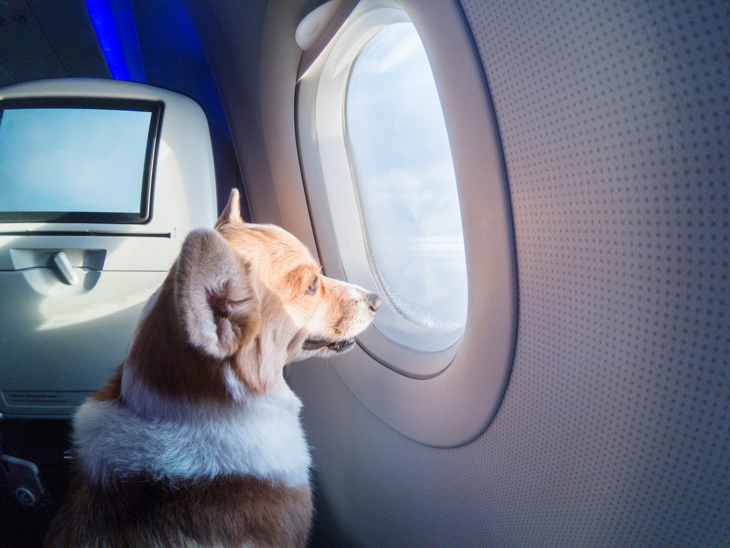 ¿Cómo viajar con mascotas por avión?