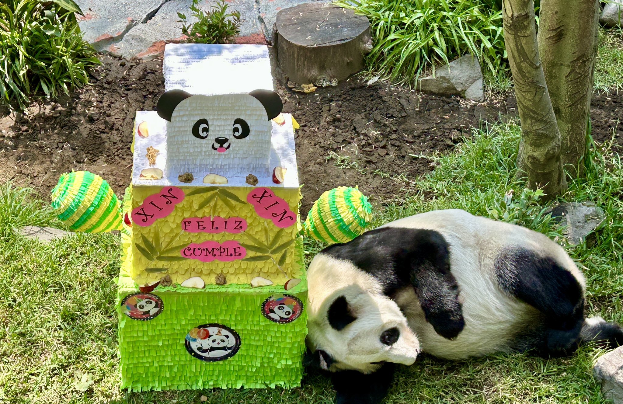 Ella es Xin Xin, la panda de Chapultepec que cumple 33 años