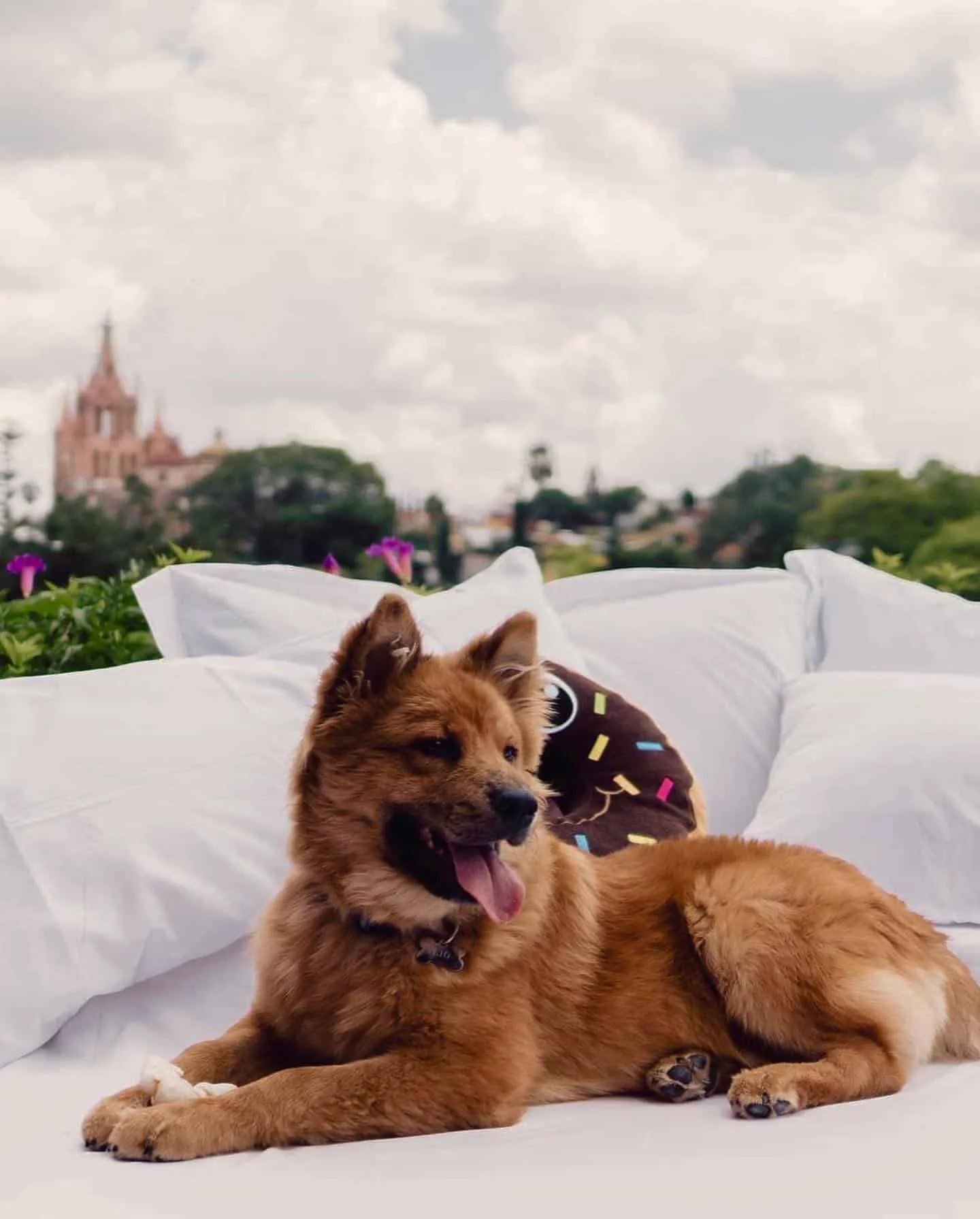 ¿Viajas con tu 'perrhijo'? Checa estos hoteles 'pet friendly'
