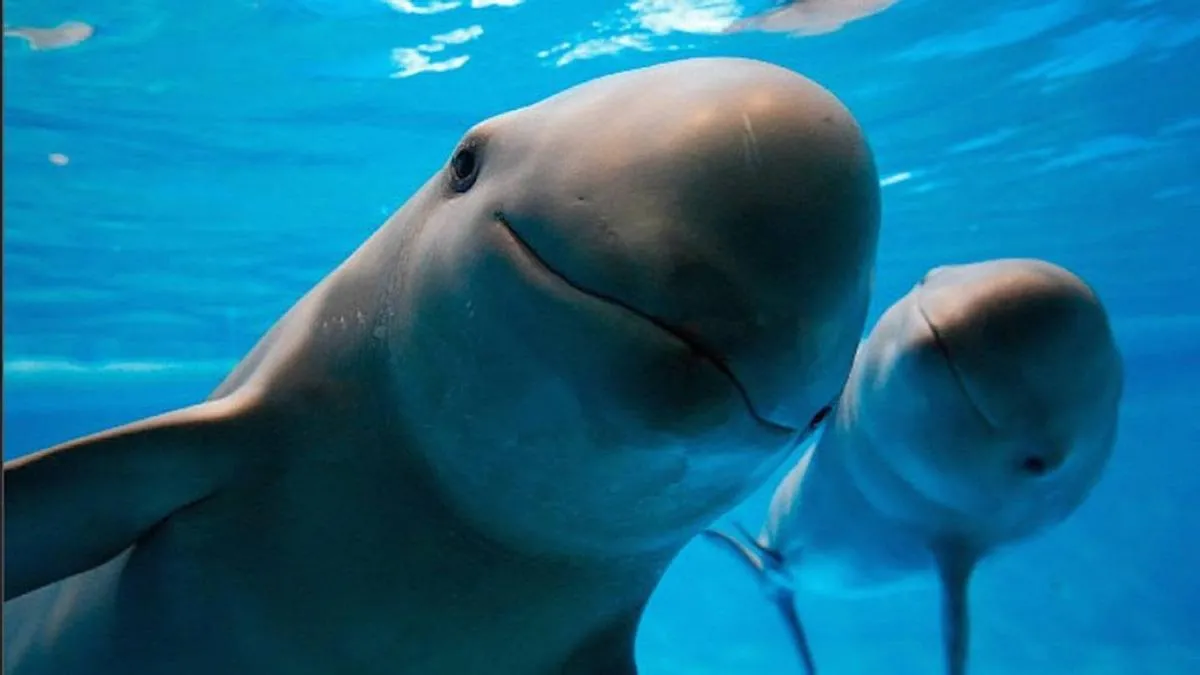 Conciencia global en el Día Internacional de la Vaquita Marina