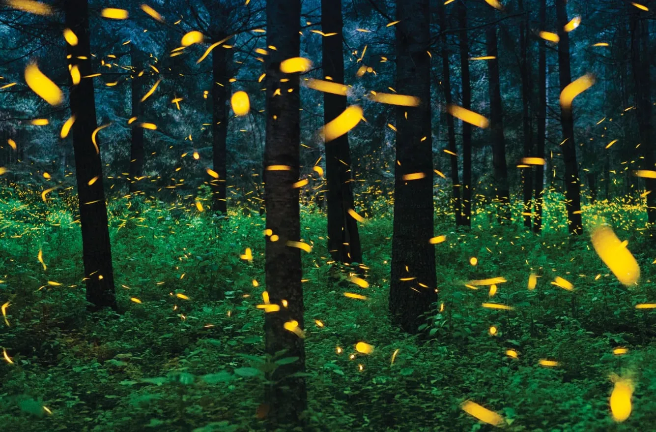 Luciérnagas, noche de luces en Nanacamilpa