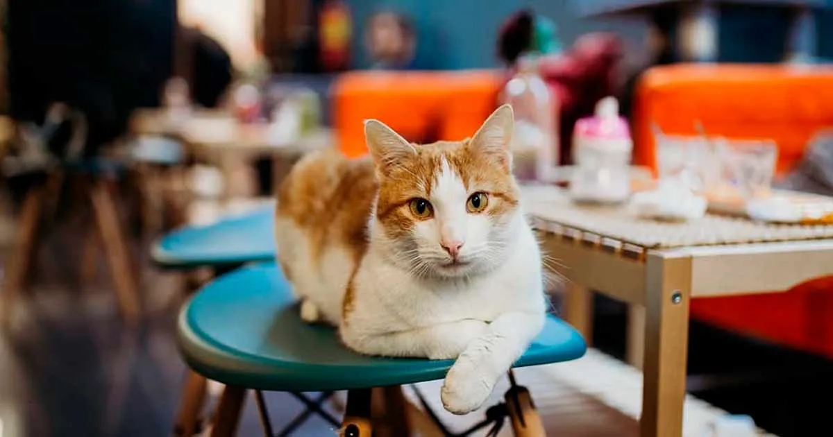 Lugares de ensueño para celebrar el Día del Gato en la CDMX