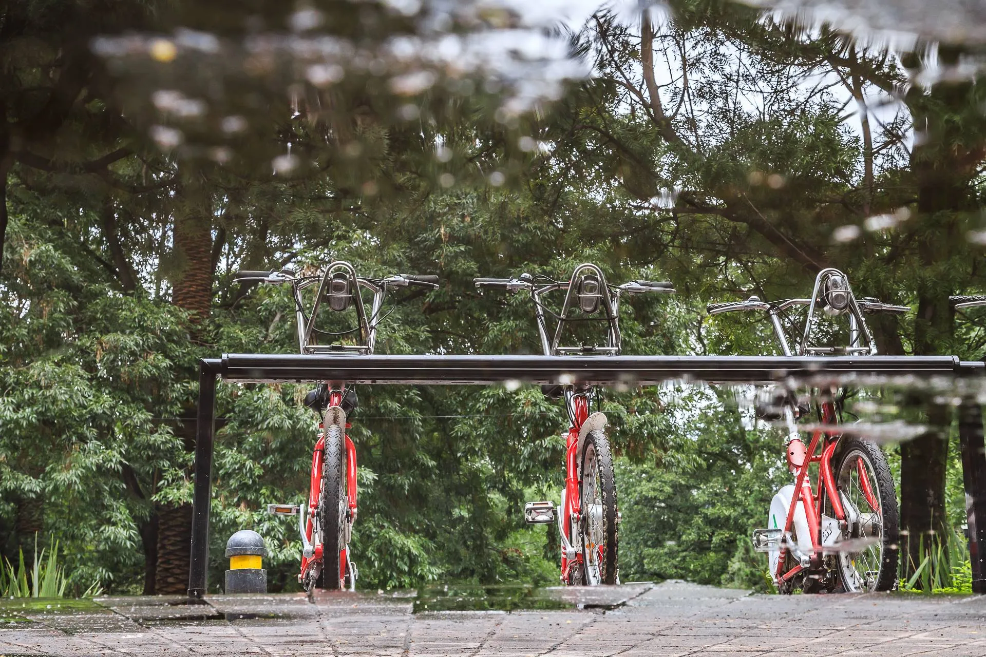 Pedalea y recorre la nueva ruta Ecobici de Coyoacán