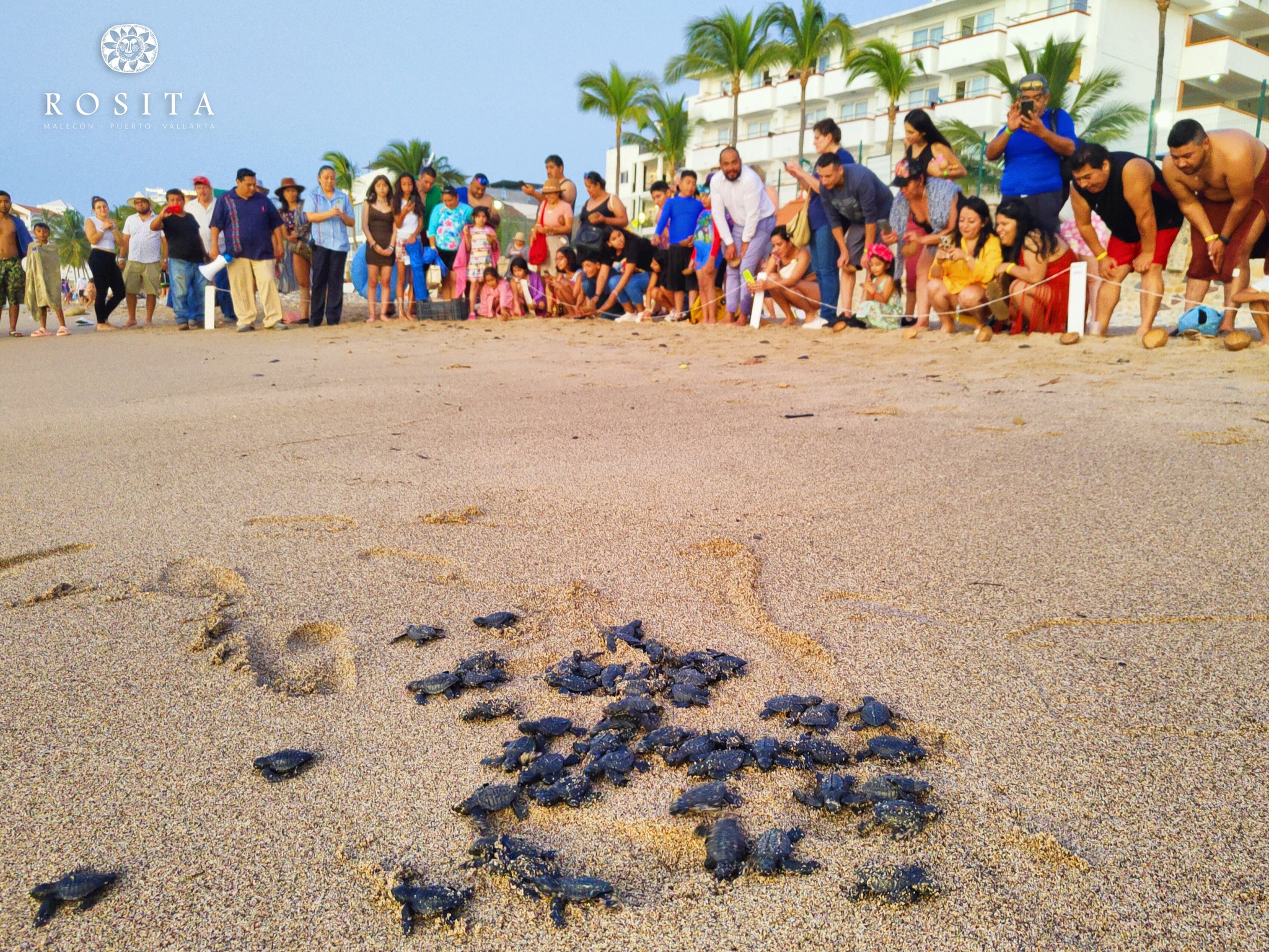 ¿En Vallarta? ¡Vive la experiencia de liberación de tortugas marinas!