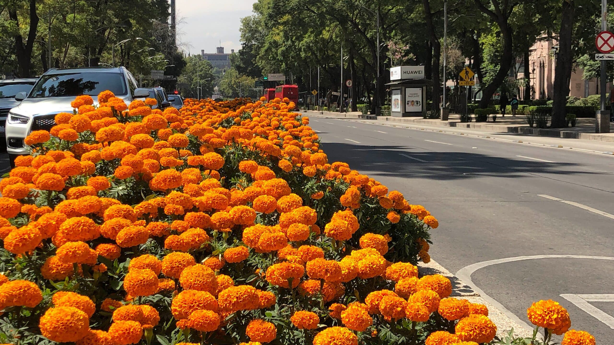 flores de cempasúchil en vialidades de la CDMX