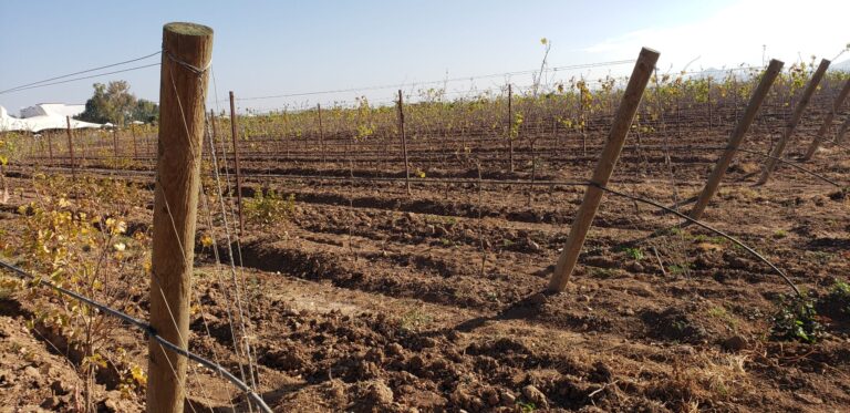 Viticultura Extrema, el reto de hacer buen vino en Querétaro