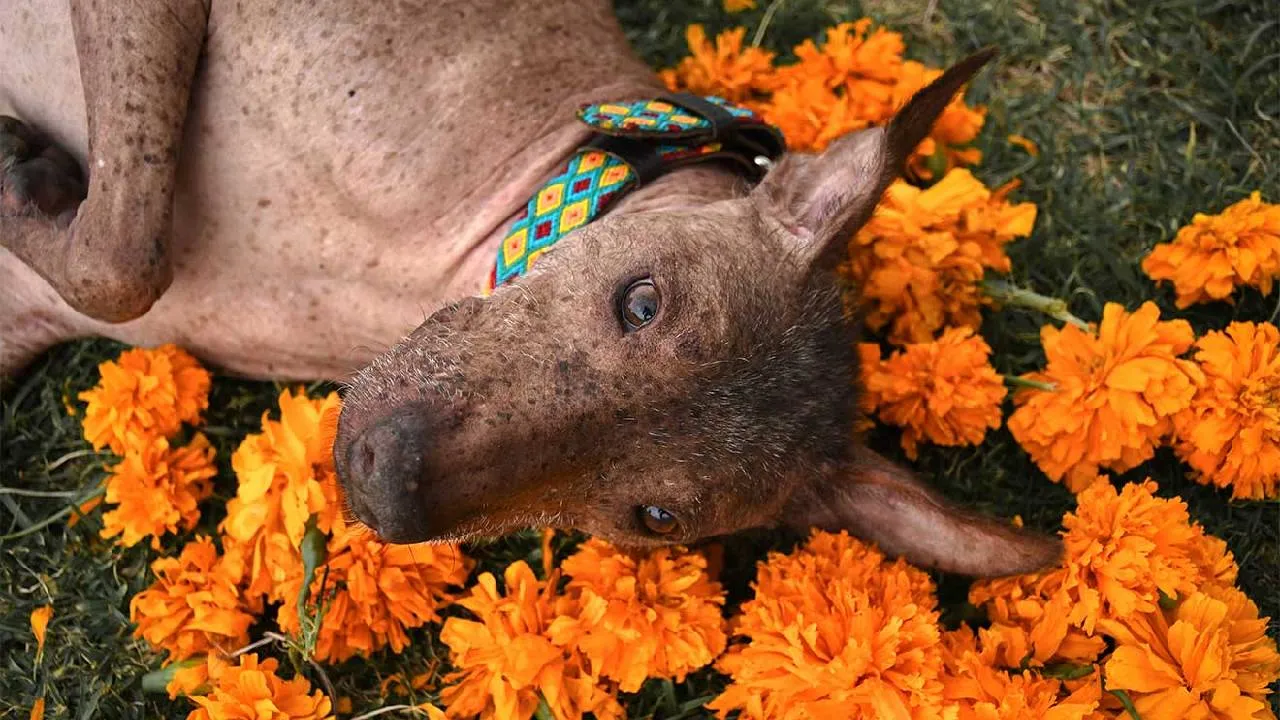 Quienes tienen perro saben que no hay palabras para describir el amor que siente uno por ellos, por lo que sabemos qué hace falta mucho más para devolver un poco al menos de todo el amor exacerbado que nos dan.