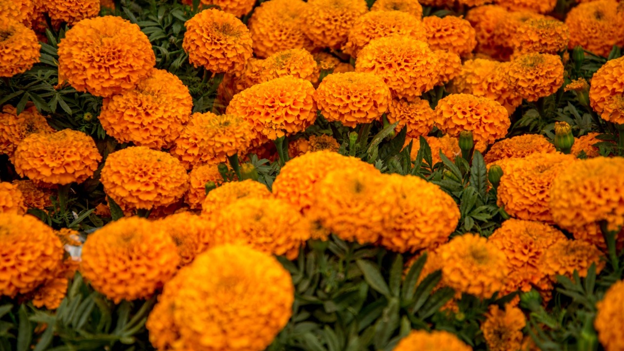Flor de Cempasúchil