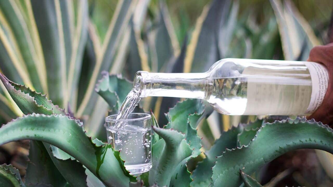 Día del Mezcal