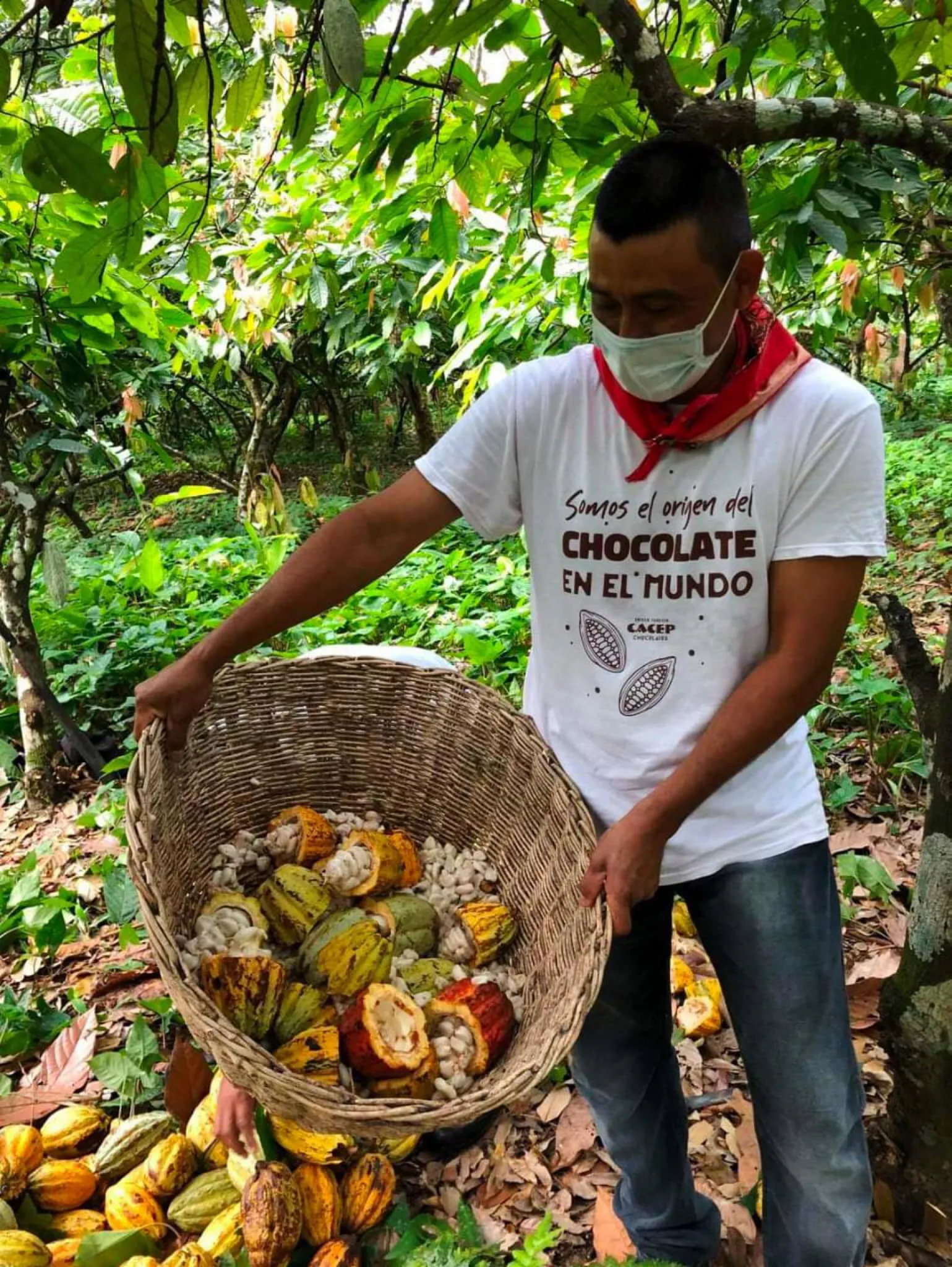 Cacao de Tabasco