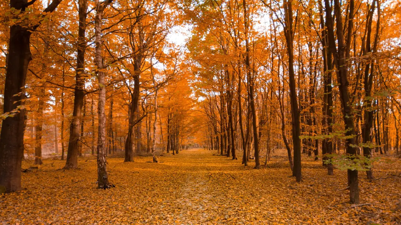 Desde los bosques de Michoacán, donde las hojas danzan en tonos rojizos y dorados, hasta los cañones de la Sierra Tarahumara, donde la paleta otoñal pinta escenarios impresionantes. 