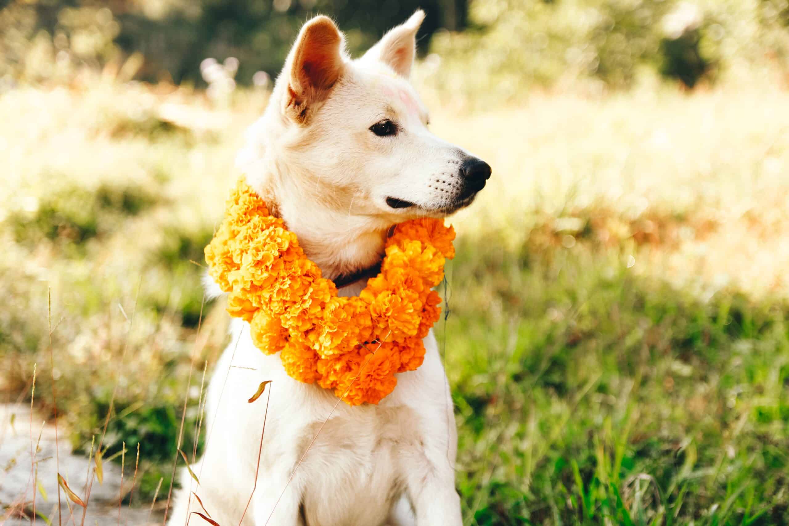 Puerto Vallarta celebrará el amor a los perros en el ‘Kukur Tihar’
