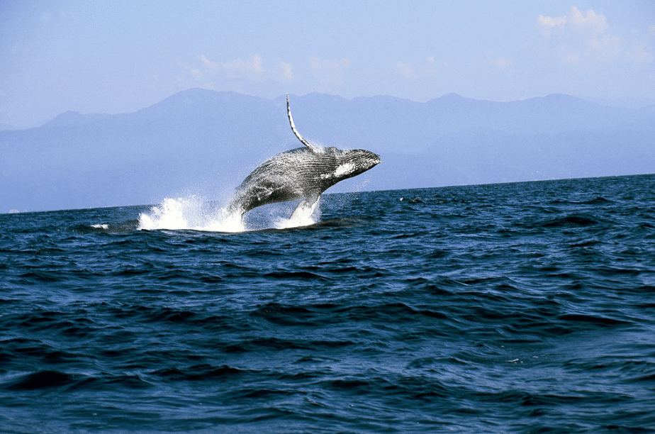 Puerto Vallarta: el lugar ideal para ver ballenas jorobadas