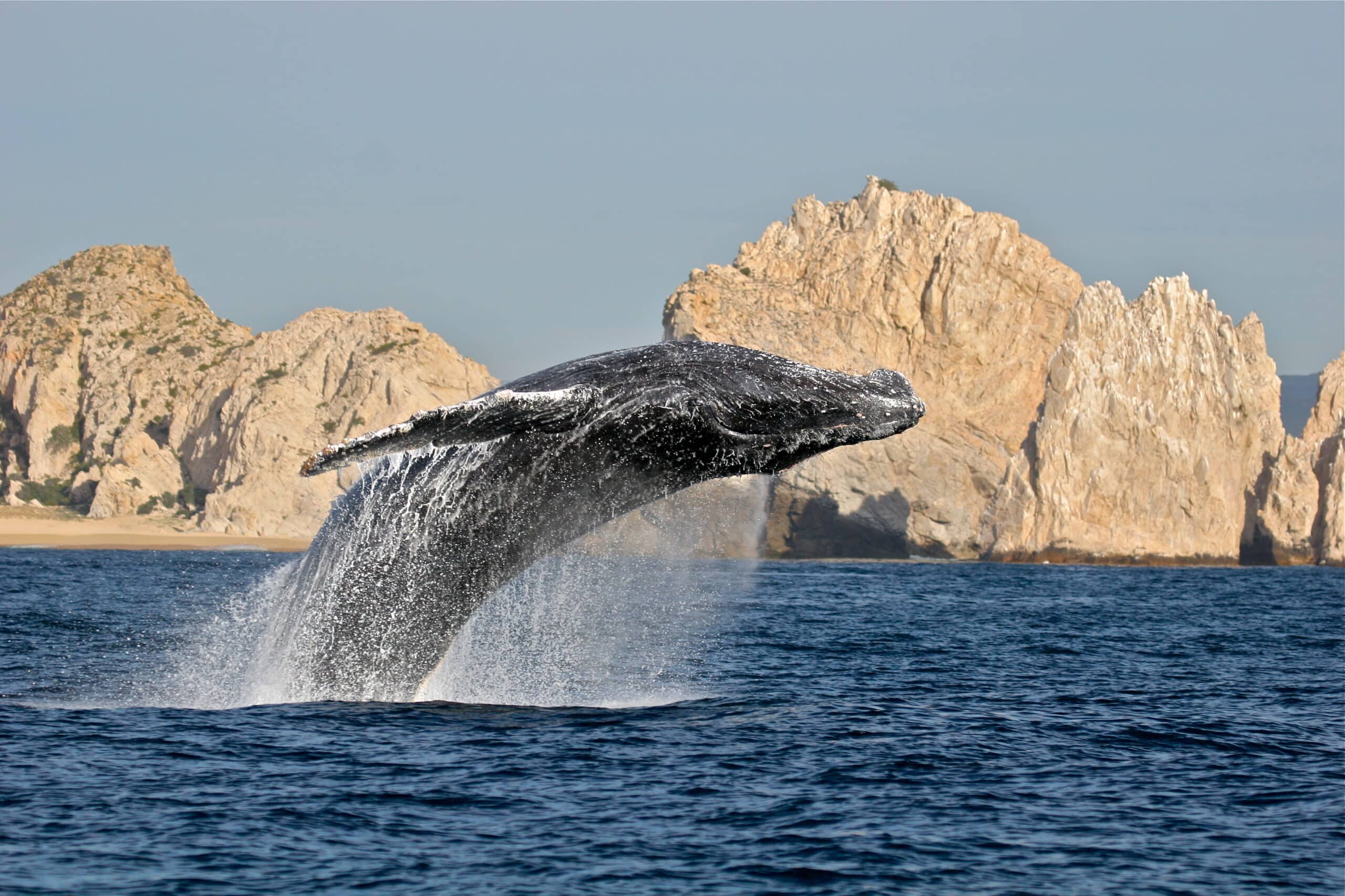 Comienza avistamiento de ballenas en Baja California Sur