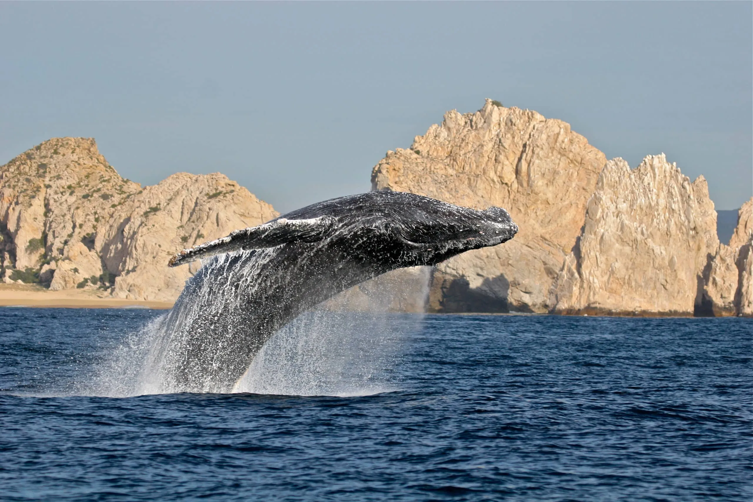 Ya comenzó el 'Avistamiento de Ballenas' en Baja California Sur